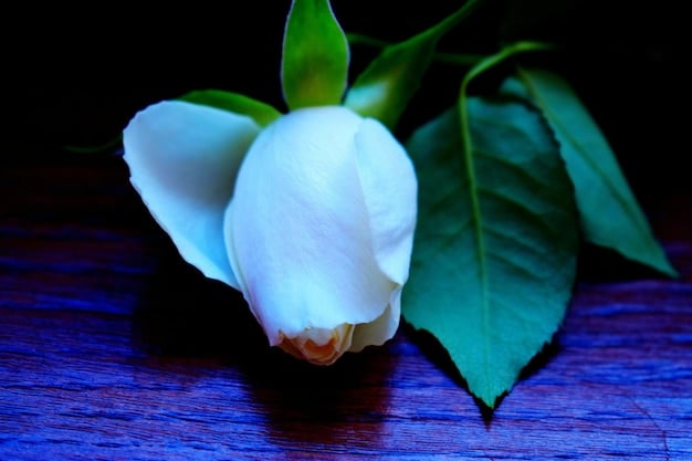 A close-up shot of a blooming jasmine flower, emphasizing its delicate white petals and vibrant green leaves, capturing the flower's natural beauty and scent.